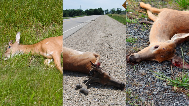 Illustration for article titled 16 Goddamn Deer I Accidentally Hit On My Way Out Of The Movie Theater Parking Lot